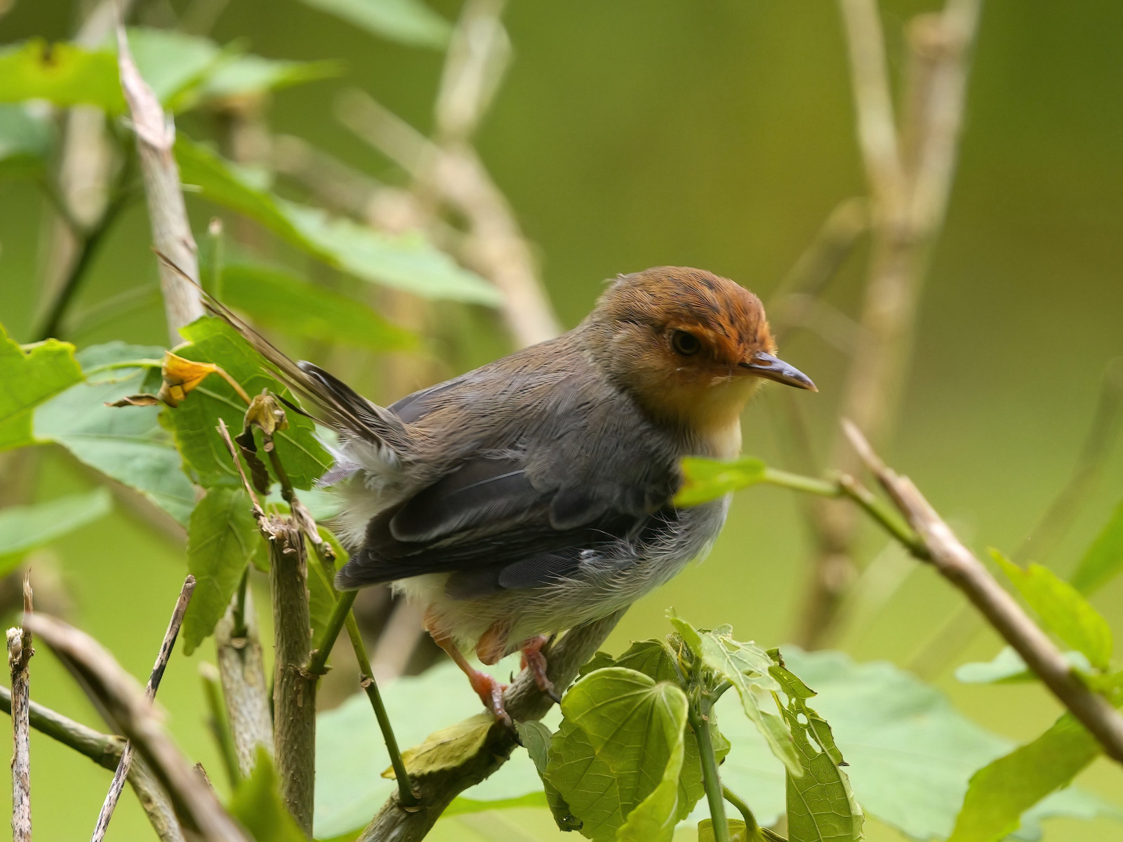 image Sao Tome Prinia